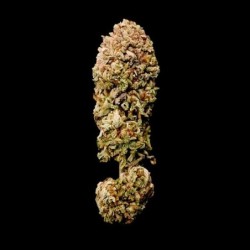 Legendary OG Punch semi cannabis Royal Queen Seeds