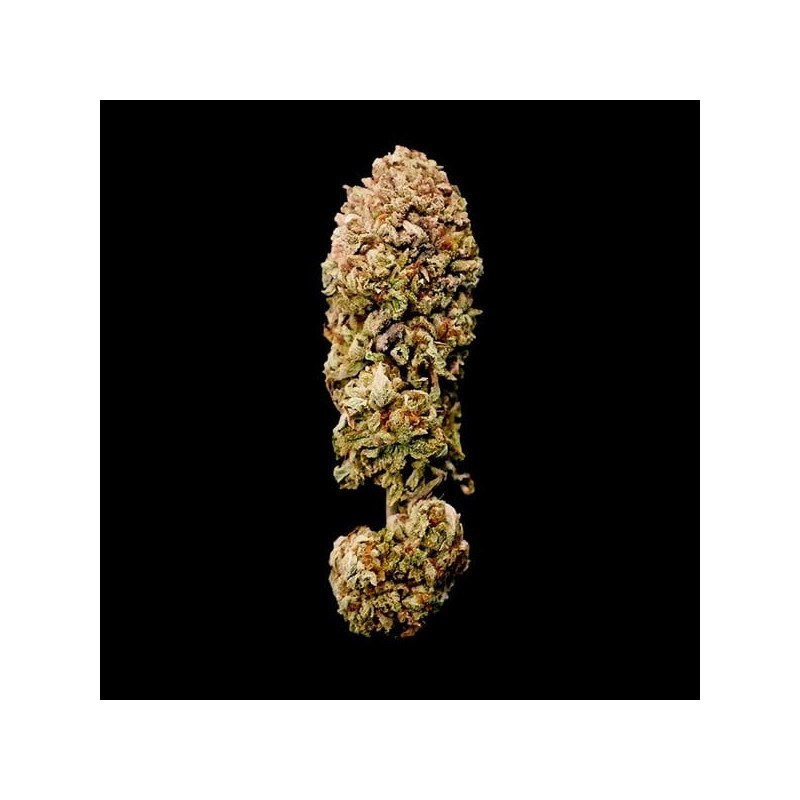 Legendary OG Punch semi cannabis Royal Queen Seeds