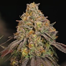 Legendary OG Punch semi cannabis Royal Queen Seeds