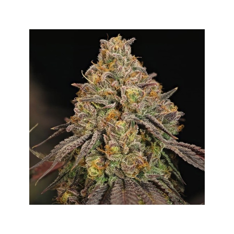Legendary OG Punch semi cannabis Royal Queen Seeds