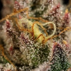 Legendary OG Punch semi cannabis Royal Queen Seeds