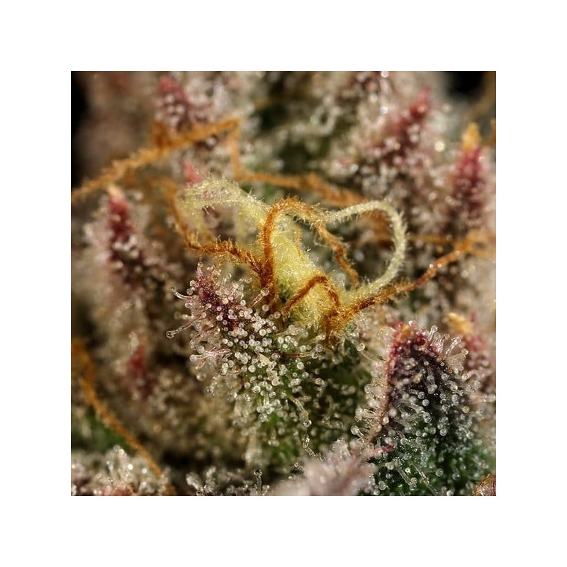 Legendary OG Punch semi cannabis Royal Queen Seeds