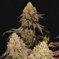 Legendary OG Punch semi cannabis Royal Queen Seeds