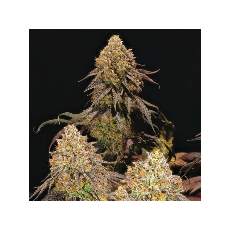 Legendary OG Punch semi cannabis Royal Queen Seeds