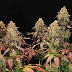 Legendary OG Punch semi cannabis Royal Queen Seeds