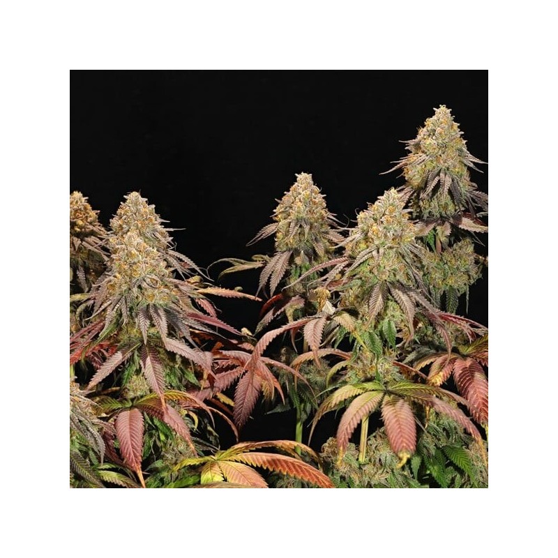 Legendary OG Punch semi cannabis Royal Queen Seeds