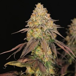 Legendary OG Punch semi cannabis Royal Queen Seeds