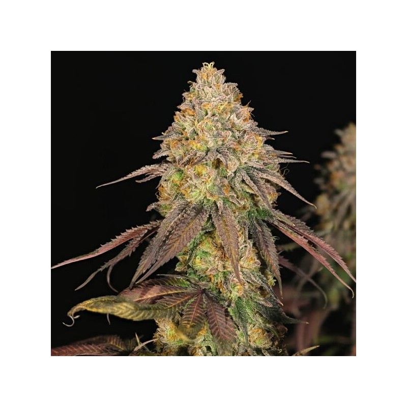 Legendary OG Punch semi cannabis Royal Queen Seeds