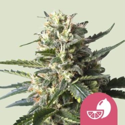 Lemon Shining Silver Haze semi cannabis Royal Queen Seeds
