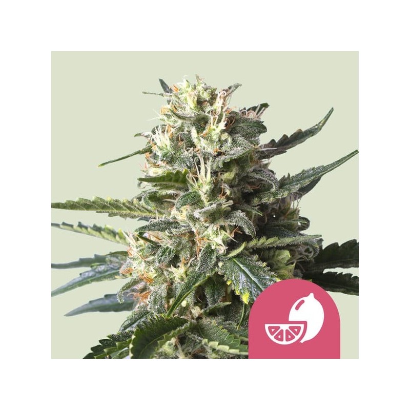 Lemon Shining Silver Haze semi cannabis Royal Queen Seeds