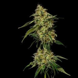 Lemon Shining Silver Haze semi cannabis Royal Queen Seeds