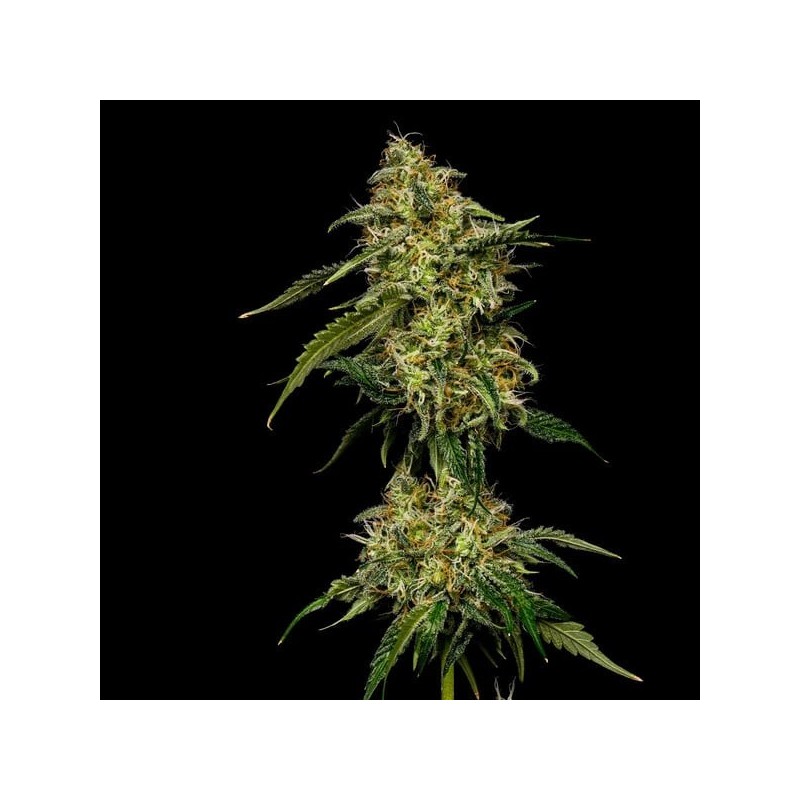 Lemon Shining Silver Haze semi cannabis Royal Queen Seeds