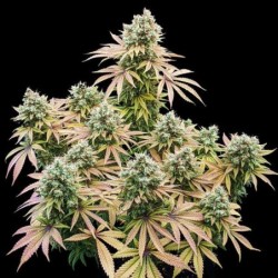 Lemon Shining Silver Haze semi cannabis Royal Queen Seeds