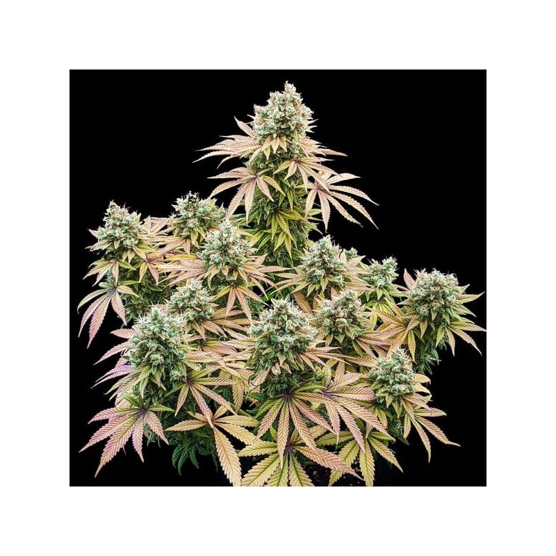 Lemon Shining Silver Haze semi cannabis Royal Queen Seeds