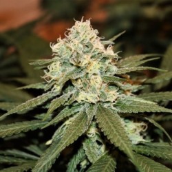 Lemon Shining Silver Haze semi cannabis Royal Queen Seeds