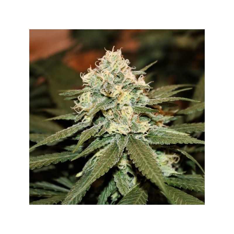 Lemon Shining Silver Haze semi cannabis Royal Queen Seeds