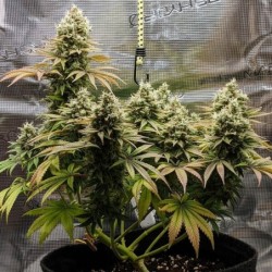 Lemon Shining Silver Haze semi cannabis Royal Queen Seeds