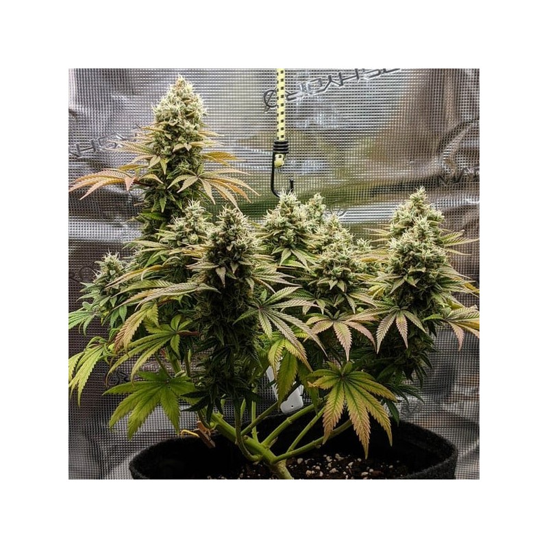 Lemon Shining Silver Haze semi cannabis Royal Queen Seeds