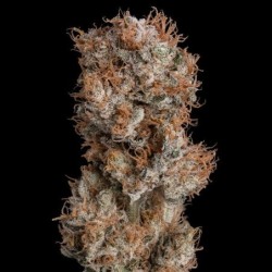 Lemon Shining Silver Haze semi cannabis Royal Queen Seeds