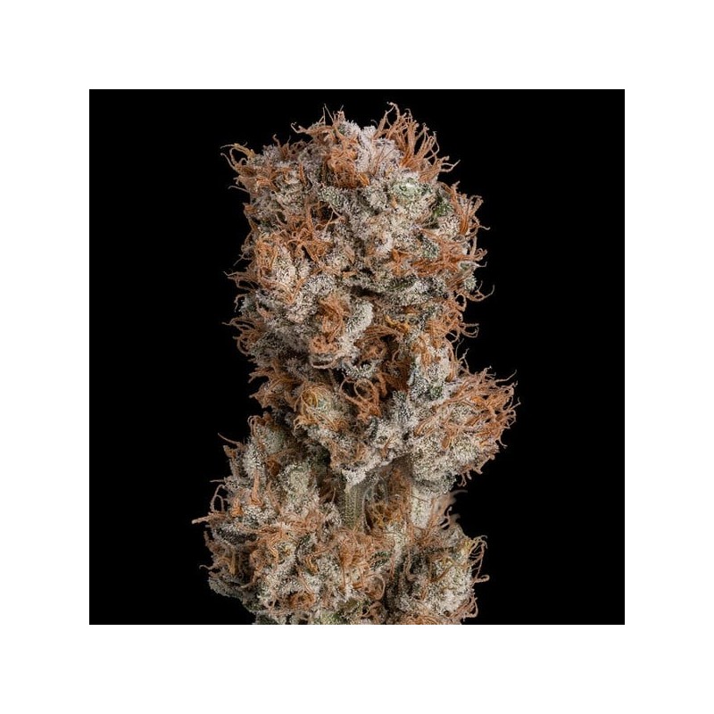 Lemon Shining Silver Haze semi cannabis Royal Queen Seeds