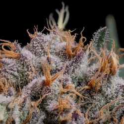 Lemon Shining Silver Haze semi cannabis Royal Queen Seeds
