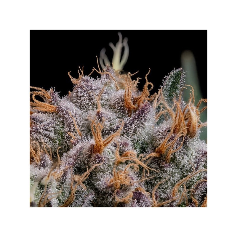 Lemon Shining Silver Haze semi cannabis Royal Queen Seeds