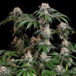 Lemon Shining Silver Haze semi cannabis Royal Queen Seeds