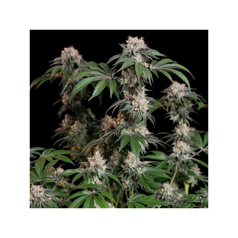 Lemon Shining Silver Haze semi cannabis Royal Queen Seeds