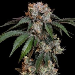Lemon Shining Silver Haze semi cannabis Royal Queen Seeds