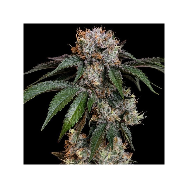 Lemon Shining Silver Haze semi cannabis Royal Queen Seeds
