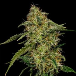 Lemon Shining Silver Haze semi cannabis Royal Queen Seeds