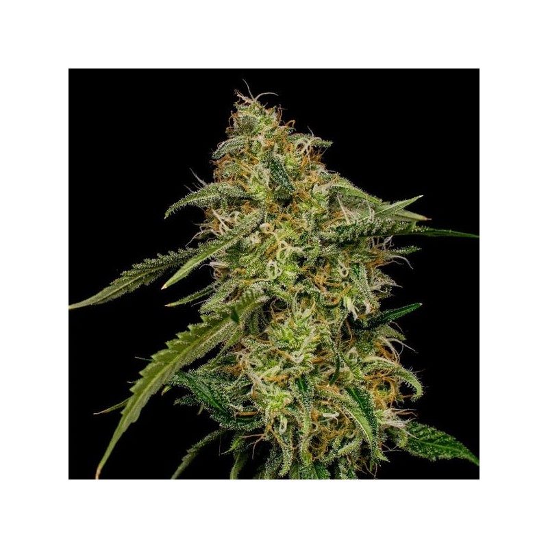 Lemon Shining Silver Haze semi cannabis Royal Queen Seeds