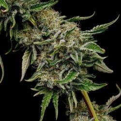 Lemon Shining Silver Haze semi cannabis Royal Queen Seeds