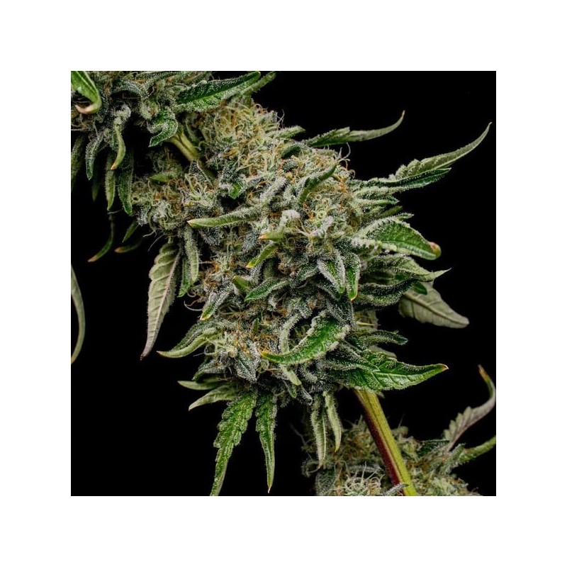 Lemon Shining Silver Haze semi cannabis Royal Queen Seeds