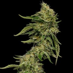 Lemon Shining Silver Haze semi cannabis Royal Queen Seeds