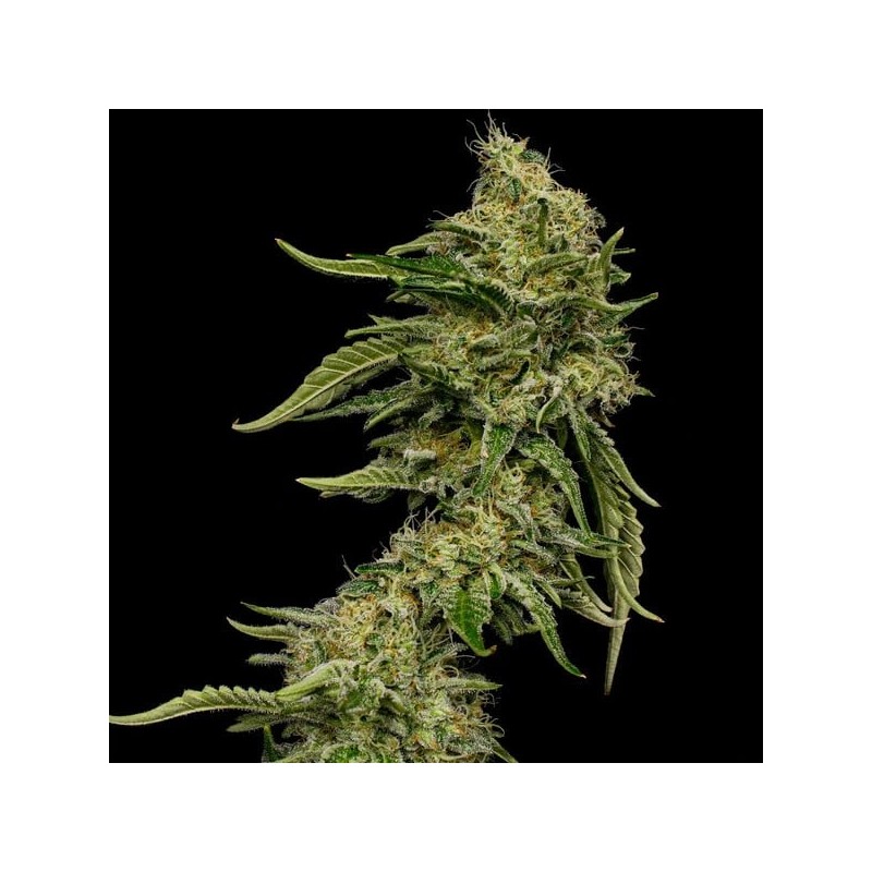 Lemon Shining Silver Haze semi cannabis Royal Queen Seeds