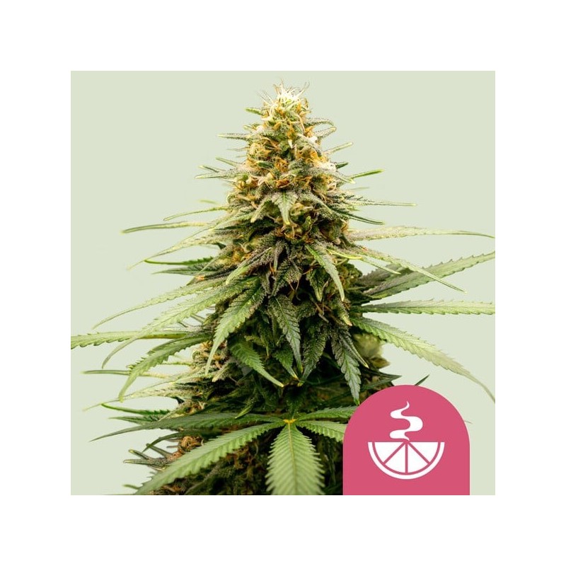 Lemon Skunk semi cannabis Royal Queen Seeds