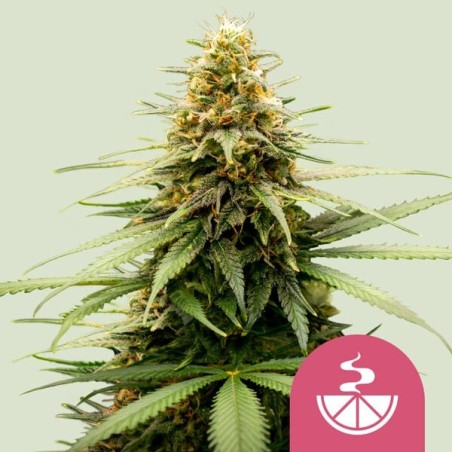 Lemon Skunk semi cannabis Royal Queen Seeds
