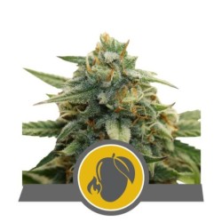 Mango Crunch semi cannabis Royal Queen Seeds