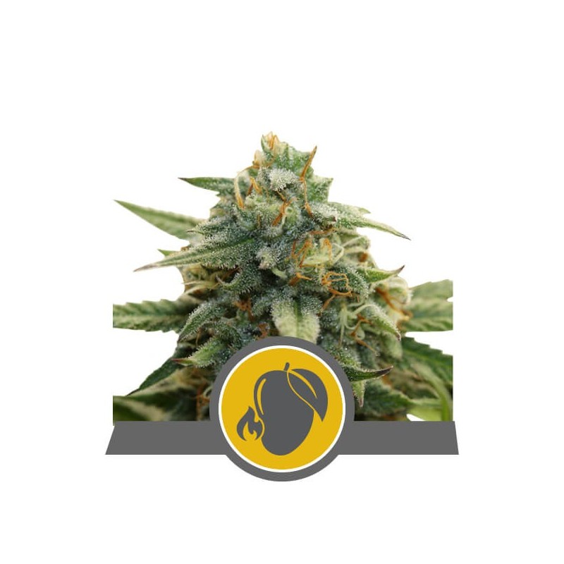 Mango Crunch semi cannabis Royal Queen Seeds