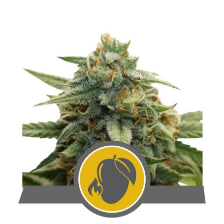 Mango Crunch semi cannabis Royal Queen Seeds