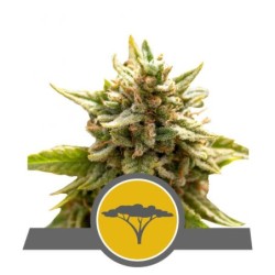 Marula Fruit semi cannabis Royal Queen Seeds