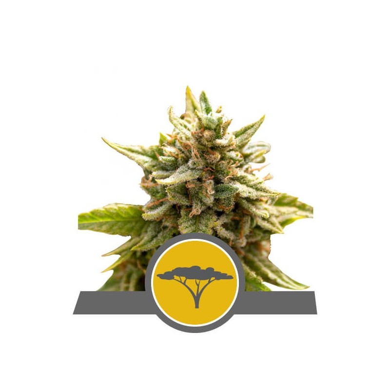 Marula Fruit semi cannabis Royal Queen Seeds