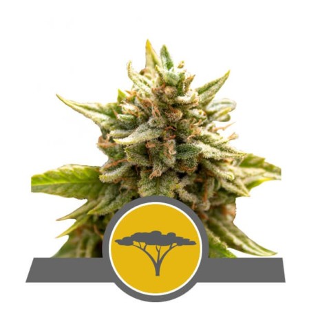 Marula Fruit semi cannabis Royal Queen Seeds