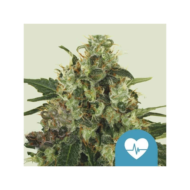 Medical Mass CBD semi cannabis Royal Queen Seeds