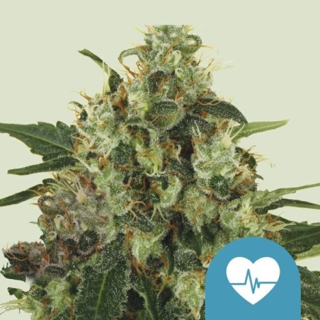 Medical Mass CBD semi cannabis Royal Queen Seeds