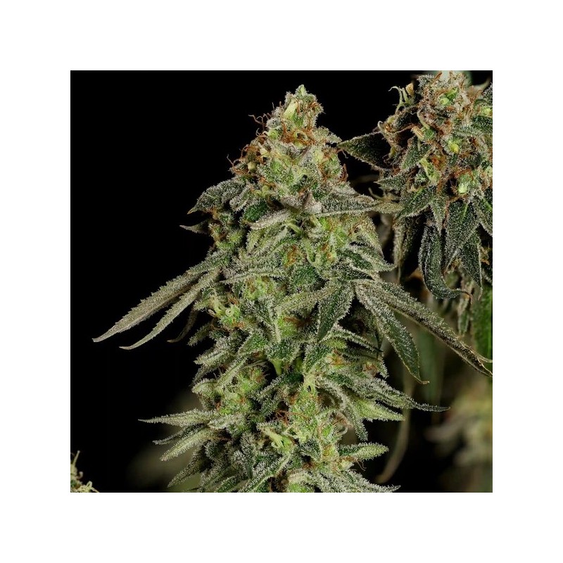 Medical Mass CBD semi cannabis Royal Queen Seeds