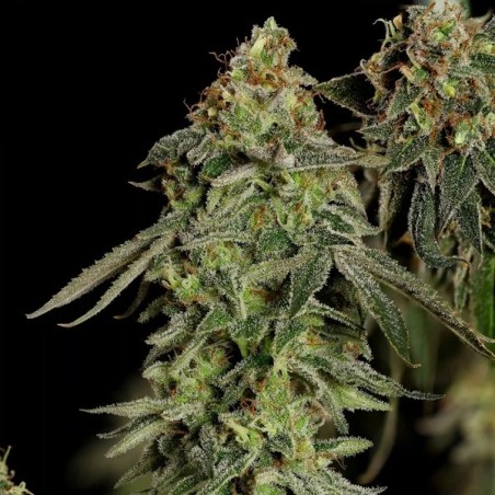 Medical Mass CBD semi cannabis Royal Queen Seeds