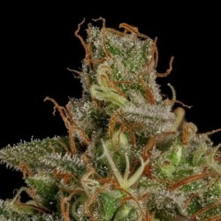 Medical Mass CBD semi cannabis Royal Queen Seeds
