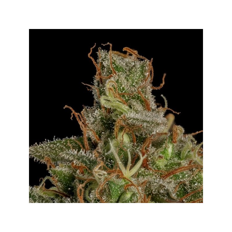 Medical Mass CBD semi cannabis Royal Queen Seeds